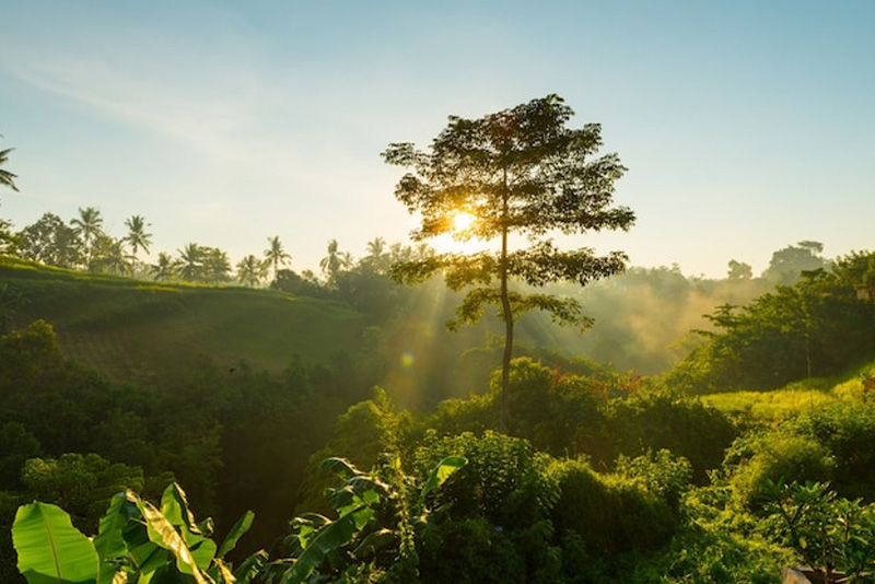 O que é o meio ambiente para o Direito?